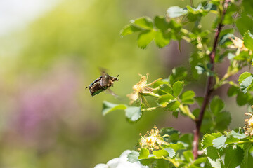 Flower chafer on the flowers of a beaver rose