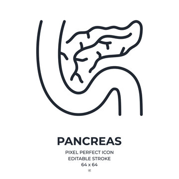 Pancreas editable stroke outline icon isolated on white background flat vector illustration. Pixel perfect. 64 x 64.
