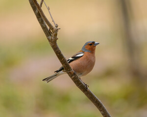 male finch very common and widespread bird