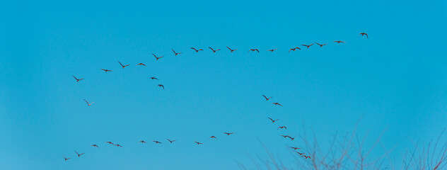 Flock of geese flying in a colorful sky  in bright sunlight at sunrise in winter, Almere, Flevoland, The Netherlands, February 27, 2022