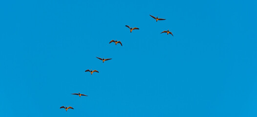 Flock of geese flying in a colorful sky  in bright sunlight at sunrise in winter, Almere, Flevoland, The Netherlands, February 27, 2022