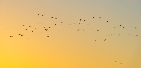 Flock of geese flying in a colorful sky  in bright sunlight at sunrise in winter, Almere, Flevoland, The Netherlands, February 27, 2022