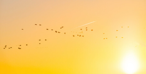 Flock of geese flying in a colorful sky  in bright sunlight at sunrise in winter, Almere, Flevoland, The Netherlands, February 27, 2022