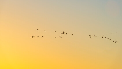 Flock of geese flying in a colorful sky  in bright sunlight at sunrise in winter, Almere, Flevoland, The Netherlands, February 27, 2022