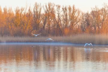 Swans flying from the edge of a lake towards trees at sunrise in winter, Almere, Flevoland, The Netherlands, February 27, 2022