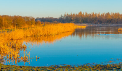 Reed along the edge of a lake in bright sunlight at sunrise in winter, Almere, Flevoland, The Netherlands, February 27, 2022
