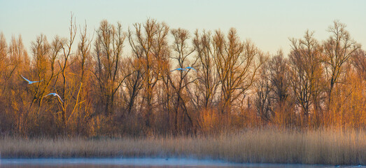 Swans flying from the edge of a lake towards trees at sunrise in winter, Almere, Flevoland, The Netherlands, February 27, 2022