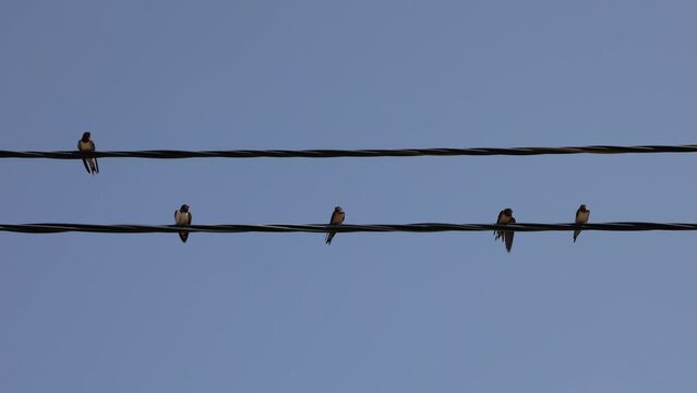 Birds Clean Their Plumage Sitting On Wires. Swallows Sitting On Electric Wires With A Clear Blue Sky In The Background. 4k. ProRes.