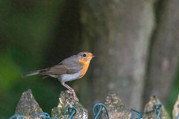 A robin sits on a wooden fence