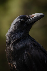 Retrato de cuervo negro