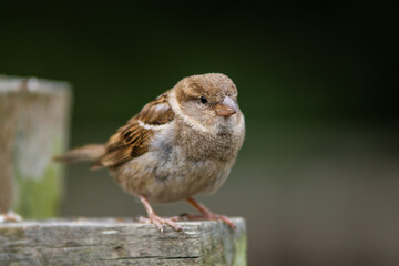 Vogel ist das Wort