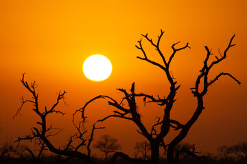 Morgensonne in Afrika