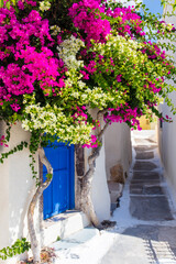 Colourful tree over blue door on typical white street in Santorini, Greece - obrazy, fototapety, plakaty
