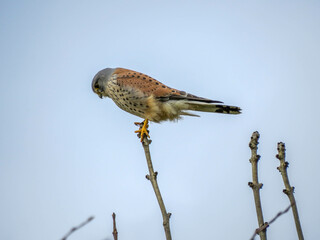 kestrel a bird of prey species belonging to the kestrel group of the falcon family
