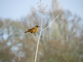 beautiful stonechat perched on the stem of hogweed