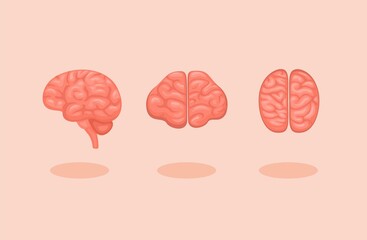 Brain 3d icon in top side and front collection set cartoon illustration vector