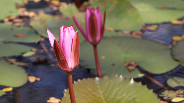 freshly bloomed pink lotus flower in the plant. with blur background