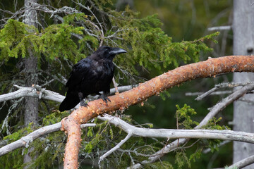 common raven