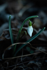 Snowdrop