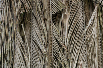 Beautiful frame shot of dry coconut leaves, palm tropical leaves background.