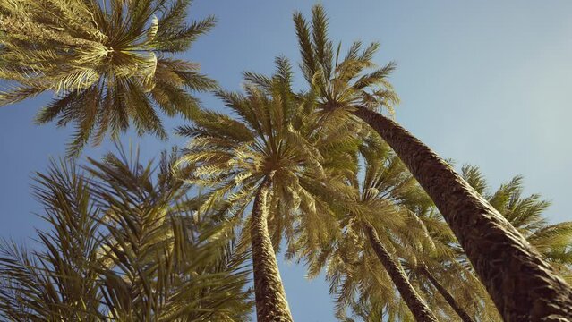 Palm trees at Santa Monica beach