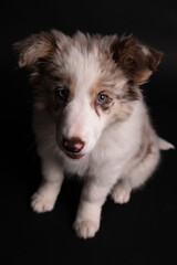 Little puppy of Border Collie portrait
