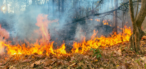 Wildfire disaster in tropical forest caused by human