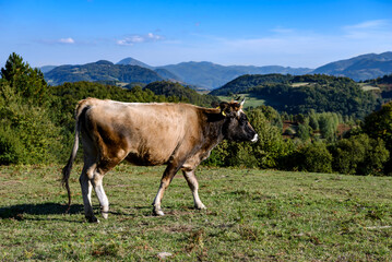 Fototapeta na wymiar Cow on a green pasture at sunny day
