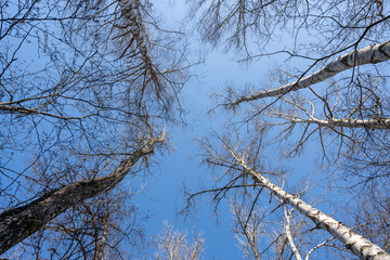 Fototapeta na wymiar Birken im Winter