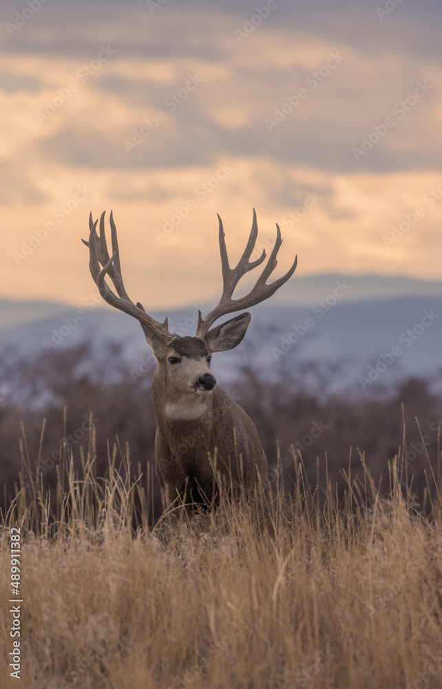 Canvas Prints Mule Deer Buck During the Fall Rut in Colorado