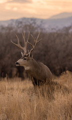 Mule Deer Buck During the Fall Rut in Colorado