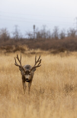 Mule Deer Buck During the Fall Rut in Colorado