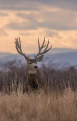 Poster Mule Deer Buck tijdens de herfstsleur in Colorado © natureguy