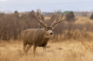 Naklejka na ściany i meble Mule Deer Buck During the Fall Rut in Colorado