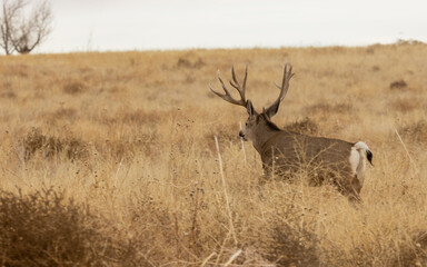 Mule Deer Buck During the Fall Rut in Colorado