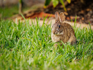 Wild brown cottontail rabbit in green grass. Easter bunny.