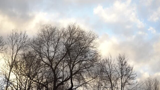 A view of a sky with clouds floating in the early spring. Landscape with bare trees. The sun shines to heaven in the evening.