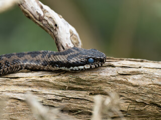 Adder with a Cloudy Eye Before Molting
