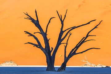 Dead trees in Deadvlei,Namib Desert at sunrise,Namibia,Southern Africa