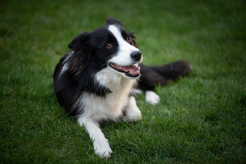 Fototapeta premium Border Collie on the grass