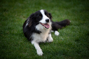 Fototapeta premium Border Collie