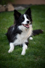 Portrait of the Border Collie - black and white