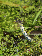 Grass Snake in a Pond