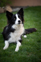 Border Collie