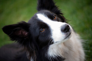 Face of the Border Collie