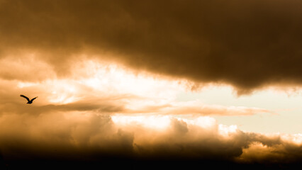 Silhouette of an eagle flying into the sky during a golden sunset