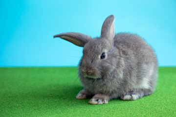One gray young adorable bunny sitting on green grass and blue background. Cute baby Netherlands Dwaf and Holland lops rabbit for Easter celebration