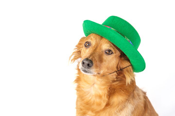 Brown dog with a green cap. Looking at camera with white and neutral background.