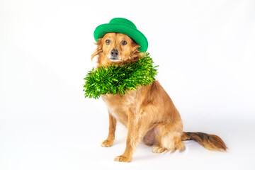 Brown dog with a green cap and collar celebrating Saint Patrick's Day