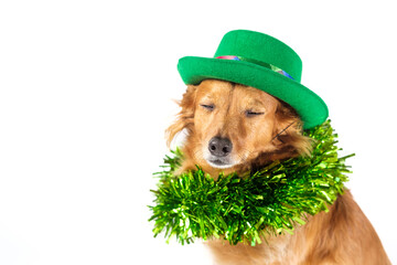 Brown dog closes his eyes with a green cap and collar celebrating Saint Patrick's Day
